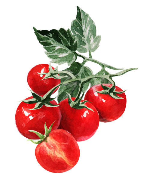 tomates cerises	
